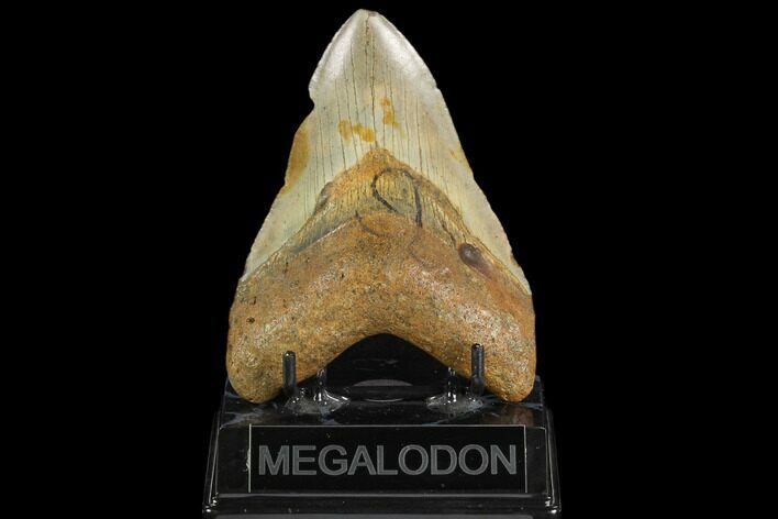 Fossil Megalodon Tooth - North Carolina #124675
